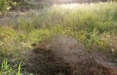 Imagem 4: Terreno à venda, 5600 m² por R$ 370.000,00 - Novo Aeroporto - Londrina/PR