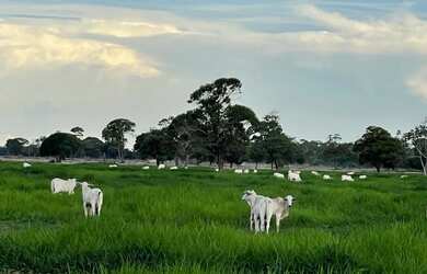 Imagem: A fazenda e está localizado em Nova Crixás, GO à venda por