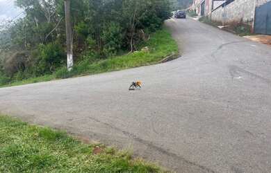 Imagem 16: Lote Bairro Liberdade 364,80 m²