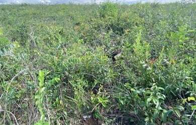 Imagem 4: Fazenda à venda, m² por R$ 68.000.000 -Tasso Fragosso/MA