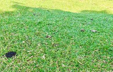 Imagem 8: 32R-Lote/Terreno para venda possui 500 metros quadrados em Jardim Brasil...