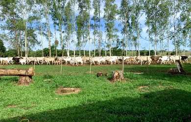 Imagem 12: Fazenda c/ 720he, sendo 500he em lavoura, Município de Rondonópolis-MT