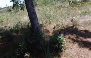 Imagem 2: Mil metros quadrados Citiados em zona rural da cidade itanagra