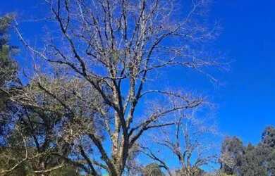 Imagem 11: Terreno Arcoverde Carlos Barbosa