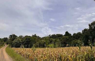 Imagem 8: Propriedade Rural com produção de Uvas e uma casa de Mista