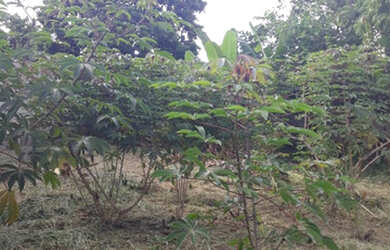 Imagem 8: Lote todo murado com 14,00 metros de frente bairro Marimbá -Betim