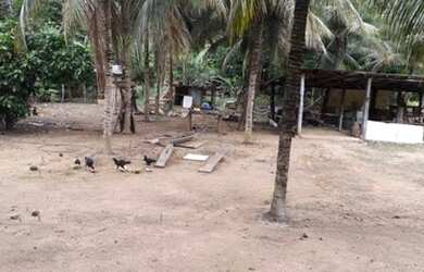 Imagem 4: Vendo ótima fazenda. 