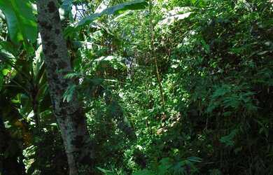 Imagem 3: Terreno em rua nobre, vista para Lagoa Rodrigo de Freitas