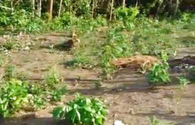 Imagem 2: Terreno 10x60 Terreno / lote com venda por R$18.000