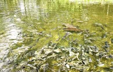 Imagem 4: Chácara Sítio. 30000m² de Área