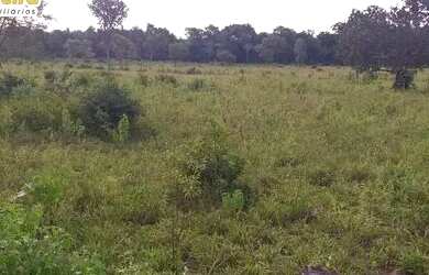 Imagem 5: FAZENDA À VENDA EM GOIATINS - TO - 329,12 HECTARES PECUÁRIA