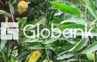 Imagem 14: Casa 7 quartos à venda Melo 500m² Montes Claros MG