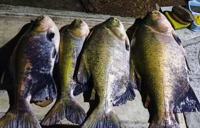 Imagem: A chácara possui 1.300m² de Área e está localizado em Setor
