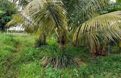 Imagem 5: Terreno a venda. 