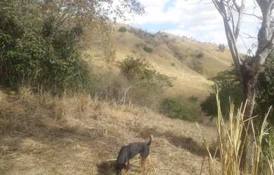 Imagem 7: Fazenda em Areal. 557m² de Área