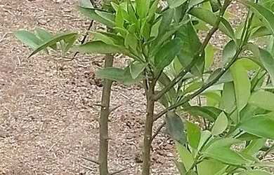 Imagem: A chácara possui 600m² de Área e está localizado em Barbosa