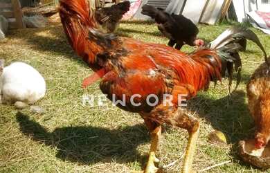 Imagem 15: Sítio em Estrada Municipal Capuava - Vila Nova Capão Bonito - Capão Bonito/SP