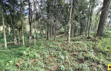 Imagem 2: Terreno para Venda em Nova Petrópolis, Piá