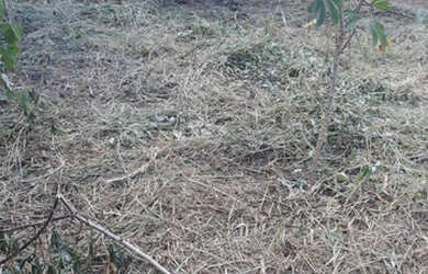 Imagem 13: Lote todo murado com 14,00 metros de frente bairro Marimbá -Betim