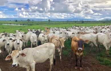 Imagem: A fazenda está localizado em Flores de Goiás, GO à venda