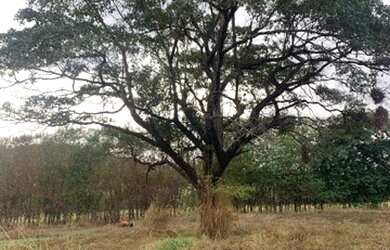 Imagem 5: Terreno em Nova Serrana. 800m² de Área