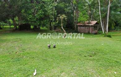 Imagem 5: Fazenda no Pará - São Miguel do Guamá - 260 ha 53 alq