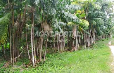 Imagem 9: Fazenda no Pará - São Miguel do Guamá - 260 ha 53 alq