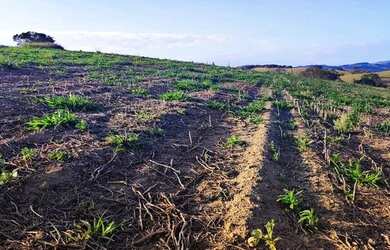 Imagem 14: Lote/Terreno para venda tem 500 metros quadrados em Usina - Atibaia -...