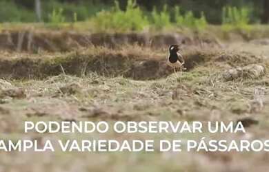 Imagem 3: Vendo área de 110.000m2 toda murada perto da Go-060