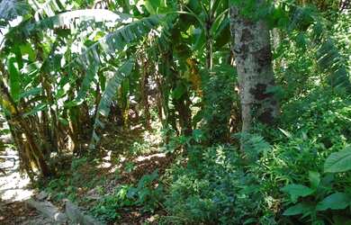 Imagem 2: Terreno em rua nobre, vista para Lagoa Rodrigo de Freitas