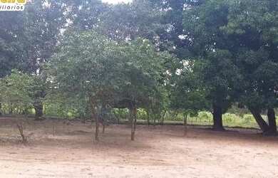 Imagem 4: FAZENDA À VENDA EM GOIATINS - TO - 329,12 HECTARES PECUÁRIA