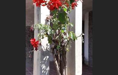 Imagem 4: Campo Limpo Paulista - Casa Padrão - Vila Tavares