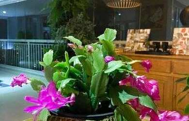 Imagem 5: Maravilhoso apartamento Jardim Sul