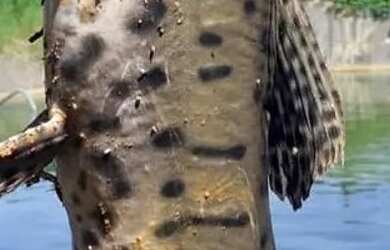 Imagem 9: Fazenda 180 hectares. 180m² de Área