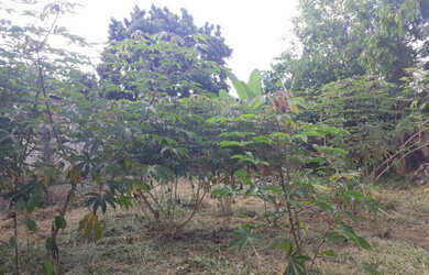 Imagem 9: Lote todo murado com 14,00 metros de frente bairro Marimbá -Betim