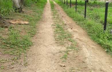 Imagem 6: Vendo ótima fazenda. 