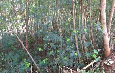 Imagem: O terreno possui 1.575m² de Área e está localizado em Capitão