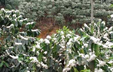 Imagem: A chácara possui 20.000m² de Área e está localizado em