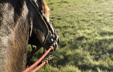 Imagem 2: Fazenda no Amajari