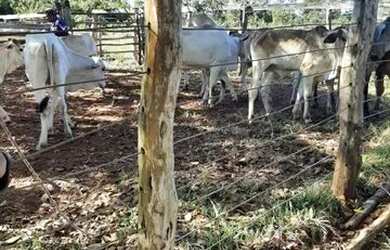 Imagem 7: FAZENDA À VENDA EM GOIATINS - TO - 329,12 HECTARES PECUÁRIA