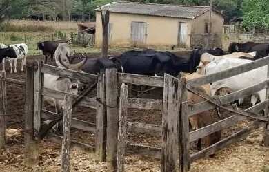 Imagem 14: Fazenda 180 hectares. 180m² de Área