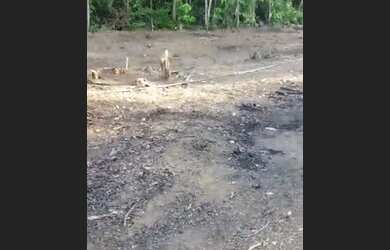 Imagem 4: Terreno 10x60 Terreno / lote com venda por R$18.000