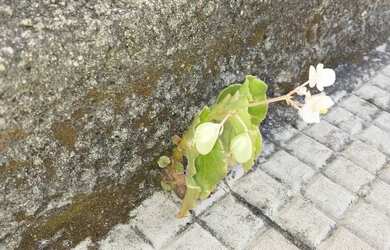 Imagem: O quarto e está localizado em Jardim Alexandrina, Anápolis