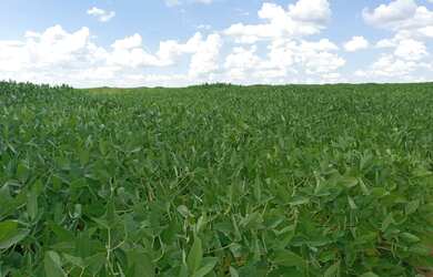 Imagem: A fazenda possui 2.000m² de Área e está localizado em Caiapônia