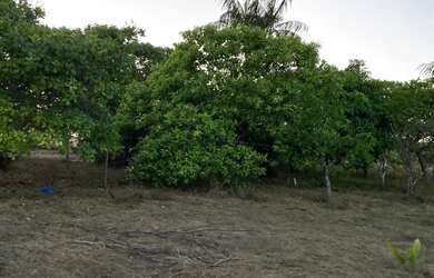Imagem 9: Vendo, troco e negocio sítio no BOM INTENTO