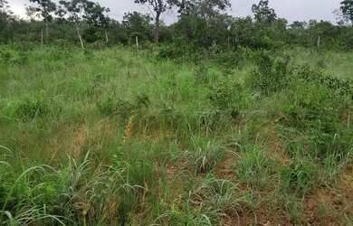 Imagem: O terreno possui 10.000m² de Área e está localizado em Arinos