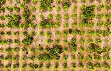 Imagem 10: Terreno à venda, 253700 m² por R$ 1.950.000,00 - Fazenda Bebelândia...