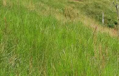 Imagem 6: Vendo uma maravilhosa Fazendinha Em Jaguaripe