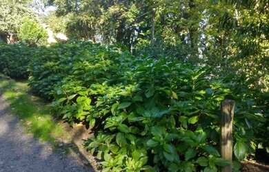 Imagem 11: Sitio - Bairro Santa Terezinha