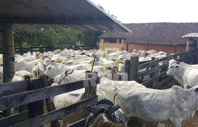 Imagem: A fazenda possui 2.516.800m² de Área e está localizado em